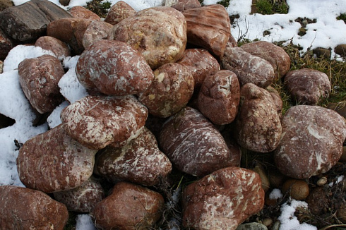 Kamenclub.ru: Розовый валунчик фр.100-300 мм.  купить в Екатеринбурге крупный природный камень розовый, серый молочный красный речной галечник природный 7850 руб/т   фото КАМЕНЬ КЛУБ