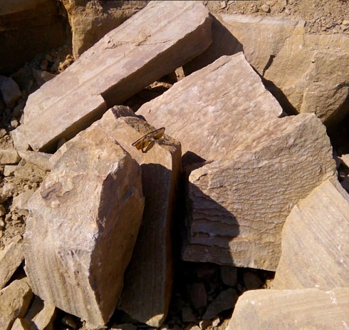 Kamenclub.ru: Песчаник пластушка желтый с рисунком (7-15 см)  купить в Екатеринбурге плитняк - пластушка - бут желтый песчаник 10200 руб/м3   фото КАМЕНЬ КЛУБ