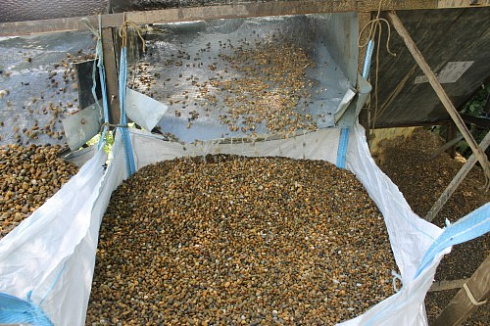 Kamenclub.ru: Галька окат (серо-желтая) фр.10-20 мм. купить  в Екатеринбурге галька серо-желтая, рыжая, серый речная окатанная округлая галька 5000 руб/т   фото КАМЕНЬ КЛУБ