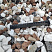 Kamenclub.ru: Мраморная крошка (щебень крошка микс : белый-черный-розовый) фр. 20-40 мм.  купить в Екатеринбурге мрамор белый, черный, розовый декоративная ландшафтная крошка 12000 руб/т   фото КАМЕНЬ КЛУБ