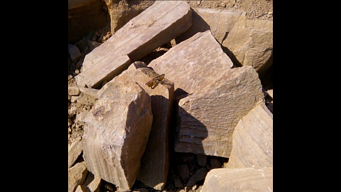 Kamenclub.ru: Песчаник пластушка желтый с рисунком (4-6 см)  купить в Екатеринбурге плитняк пластушка желтый с рисунком песчаник 9 000 руб/м3   фото КАМЕНЬ КЛУБ