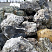 Kamenclub.ru: Черный гранит - кварцит фр. 500-1000 мм.  купить в Екатеринбурге гранит кварцит черный серый белый скальный колотый валун 9750 руб/т   фото КАМЕНЬ КЛУБ