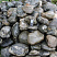 Kamenclub.ru: Валунчик Паутинник фр.100-300 мм  купить в Екатеринбурге крупный природный камень галечник темно-серый с прожилками белый черный речной валунчик 5000 руб/т   фото КАМЕНЬ КЛУБ