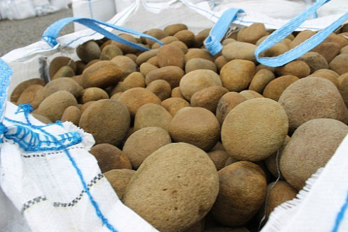 Kamenclub.ru: Песчаник ядра, фр. 100-300 мм  купить в Екатеринбурге песчаник бежевый серый рыжий речная галька 5 000 руб/т   фото КАМЕНЬ КЛУБ