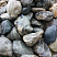 Kamenclub.ru: Речной валун Кабанчик фр.300-500 мм.  купить в Екатеринбурге крупный природный камень галька серый, темно-серый речной валун галечник масштабный 7000 руб/т   фото КАМЕНЬ КЛУБ