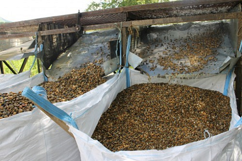 Kamenclub.ru: Галька окат (серо-желтая) фр.10-20 мм. купить  в Екатеринбурге галька серо-желтая, рыжая, серый речная окатанная округлая галька 5000 руб/т   фото КАМЕНЬ КЛУБ