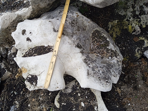 Kamenclub.ru: Выветренный известняк (степной) фр. 500-1500 мм.  купить в Екатеринбурге    10000 руб/т   фото КАМЕНЬ КЛУБ