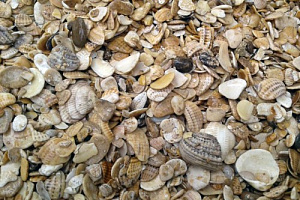 Морская ракушка фр. 5-20 мм  купить в Екатеринбурге фото Камень Клуб